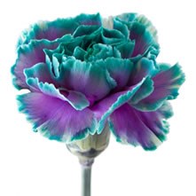 Carnations Dyed