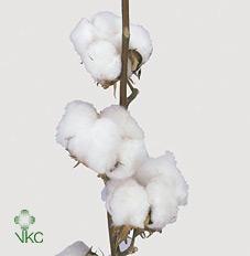 Gossypium (Cotton)