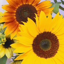 Sunflowers (Helianthus)