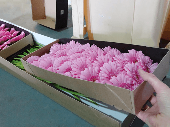 The inner shell is attached to the box with staples, so they will have to be removed safely and you will be able to slide out the gerbera and lay on a free surface. 