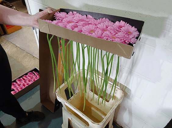 Fill sterilised buckets with water and add flower food. Place the gerbera in the buckets upright with the heads supported. Leave overnight to condition before using.