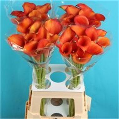 calla odeon
