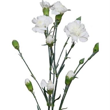 Carnation SPR. Bridal White