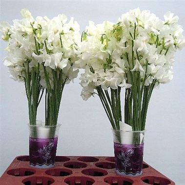 sweetpea winter