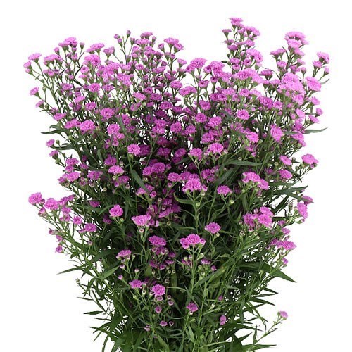 ASTER BABY PINK