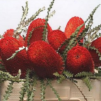 BANKSIA SPECIOSA DYED RED