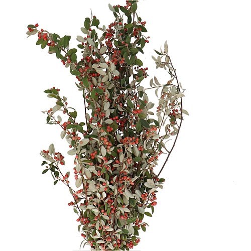 COTONEASTER IN BERRY