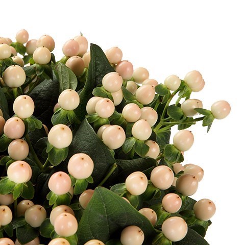 Coco casino hypericum