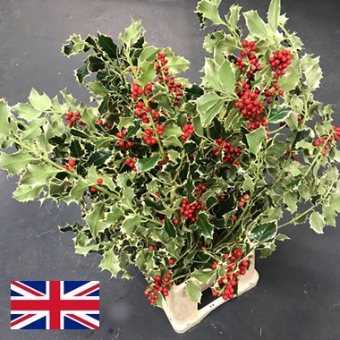 Holly - Variegated 