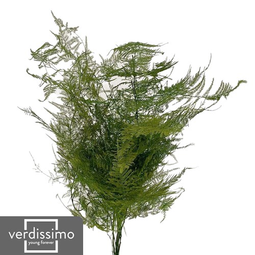 Preserved Asparagus Plumosus (by Verdissimo)