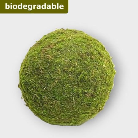 Preserved Moss Balls 15cm (pack of 2)