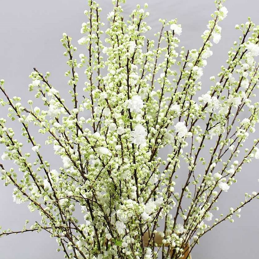 Prunus Gland White