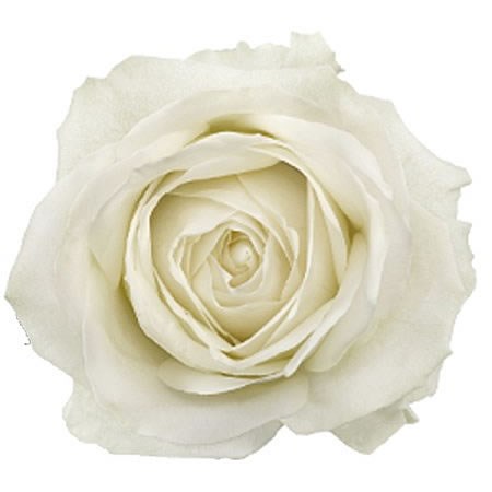 Colombian Rose White (our choice)