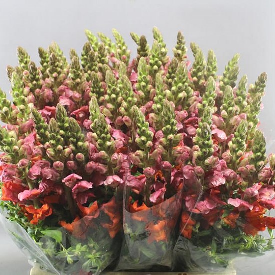 Buy Antirrhinums (Snapdragons) Wholesale Flowers Online Wedding