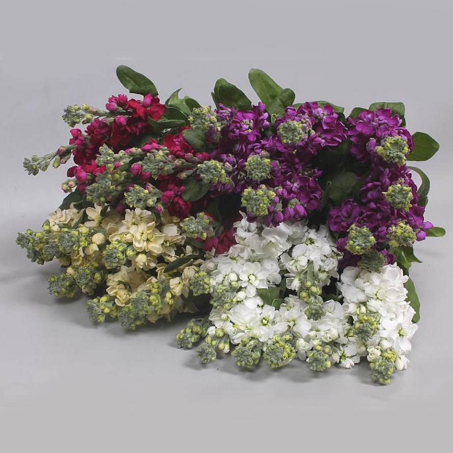 Stocks Wholesale Flowers UK Wedding Flowers Triangle Nursery