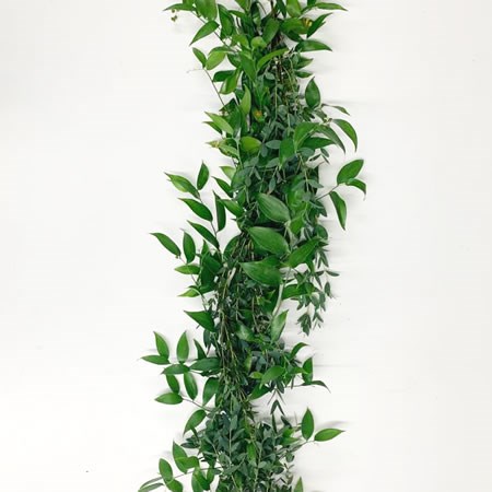 Garlands - Soft Ruscus & Eucalyptus Parvifolia