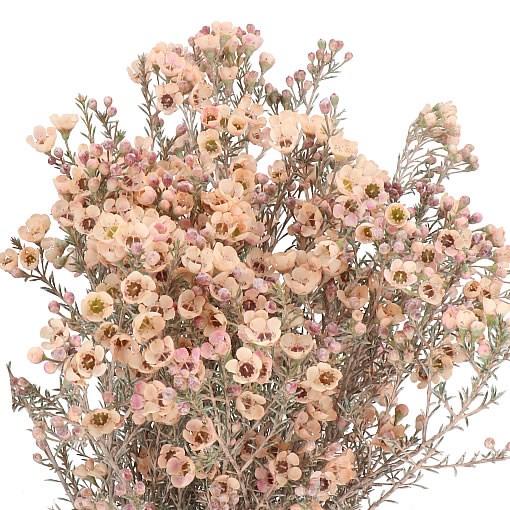 WAXFLOWER DYED APRICOT