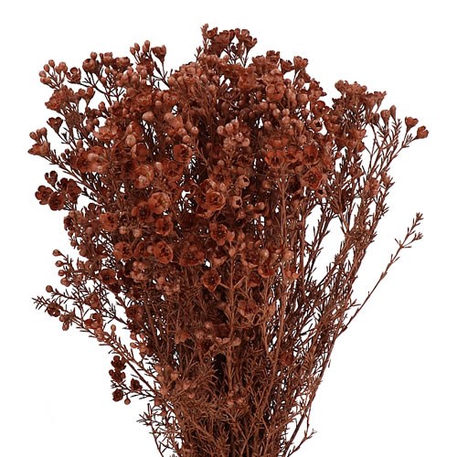 WAXFLOWER DYED BROWN