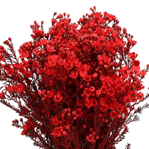 WAXFLOWER DYED RED