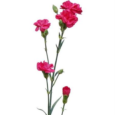 Carnation SPR. Hot Pink