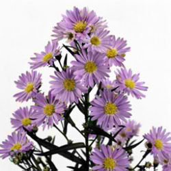 Aster cassandra 80cm