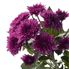 Chrysanthemums Dante Purple  Wholesale Flowers amp; Florist Supplies UK