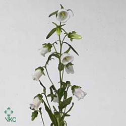 Campanula medium champion white