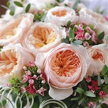 Rose Augusta Luise | Colombian Garden Roses | Alexandra Farms