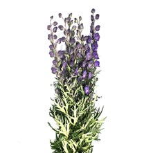 Aconitum