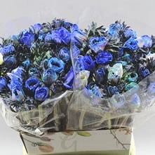 Agapanthus & Anemones Dyed