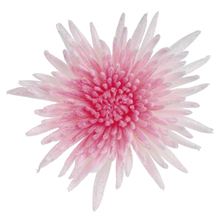 Chrysanth Blooms Dyed