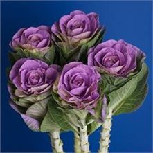 Brassica Dyed