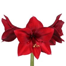 Hippeastrum / Amaryllis