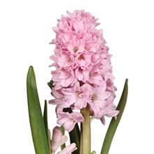 Hyacinths, Muscari & Scilla