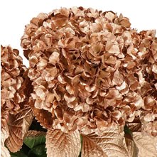 Hydrangea Dyed