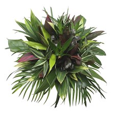 Pre-Order Sri Lankan Foliage