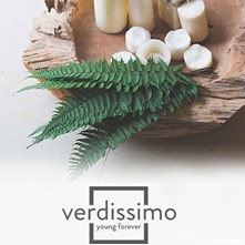Preserved Flowers, Fillers & Foliage by Verdissimo