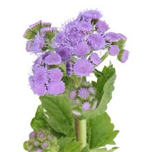 Ageratum