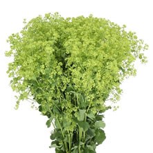 Alchemilla Mollis