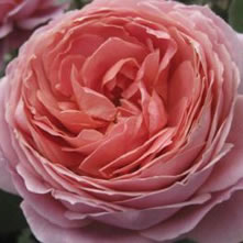 Pre-Order Colombian Garden Roses