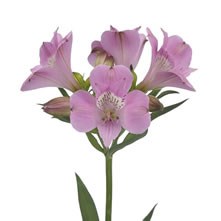 Alstroemeria