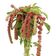 Amaranthus