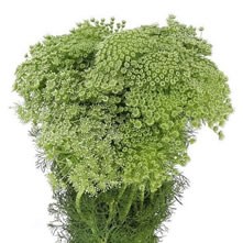 Ammi Majus & Anethum