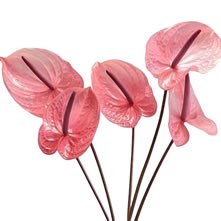 Anthuriums