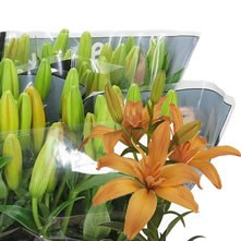 Lilies Asiatic