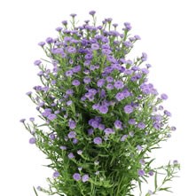 Aster