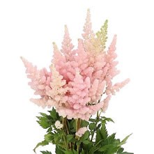 Astilbe