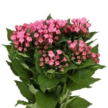 Bouvardia