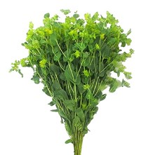 Bupleurum
