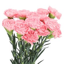 Carnation Standard